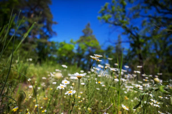 夏には緑の草原に美しい野の花 自然背景 — ストック写真