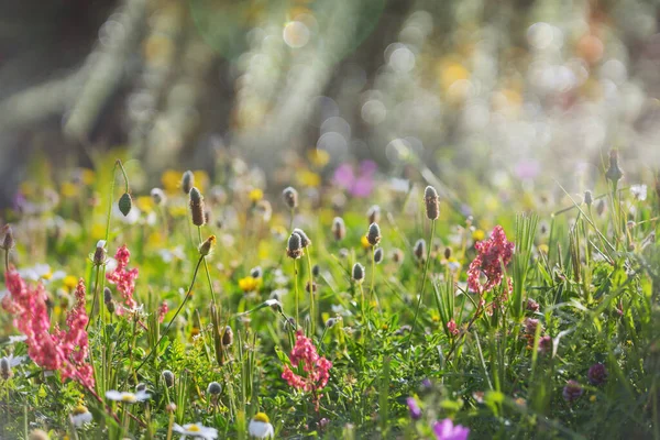 美丽的野花在绿色的草地上绽放 自然背景 — 图库照片