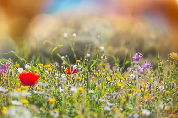 Beautiful Wildflowers Green Meadow Summer Season Natural Background — Stock Photo, Image