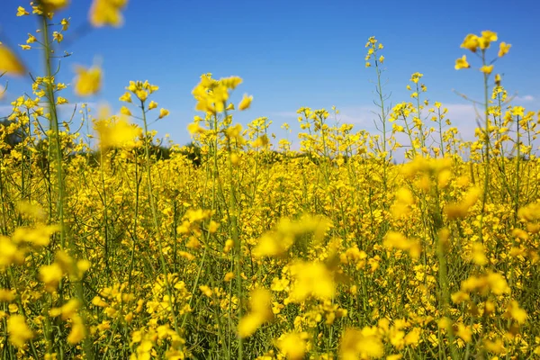 Ländliche Landschaften Gelbes Feld Auf Blauem Hintergrund — Stockfoto