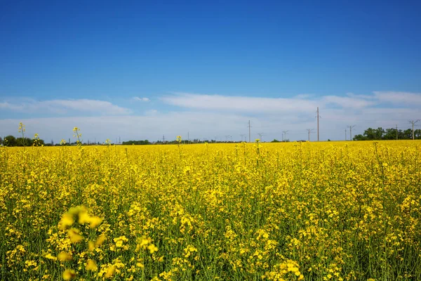 Ländliche Landschaften Gelbes Feld Auf Blauem Hintergrund — Stockfoto