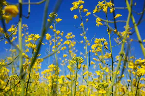 Paisagens Rurais Campo Amarelo Sobre Fundo Azul — Fotografia de Stock