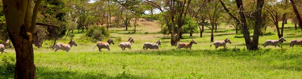 乾燥した茶色のサバンナ草原のブラウジングと放牧にアフリカの平野のシマウマ アフリカサファリの背景 — ストック写真