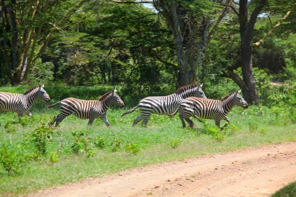 Afrika Düzlükleri Kuru Kahverengi Çayırlarda Gezen Otlayan Zebralar Afrika Safari — Stok fotoğraf