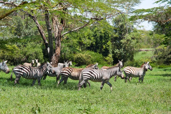 Afrykańskie Równiny Zebry Suche Brązowe Sawanny Łąki Przeglądające Pasące Się — Zdjęcie stockowe