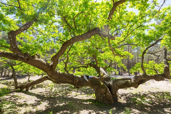 Ein Mädchen Sitzt Auf Einer Großen Eiche — Stockfoto