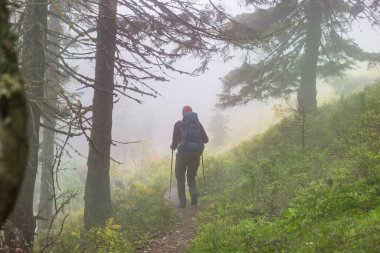 Ormandaki patikada yürüyüş yapan bir adam. Doğa yürüyüşü açık havada.
