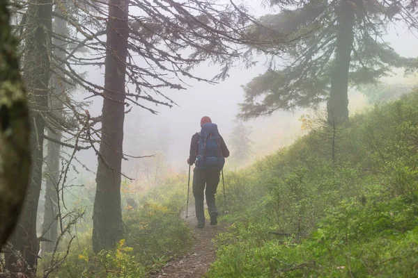 Ormandaki patikada yürüyüş yapan bir adam. Doğa yürüyüşü açık havada.