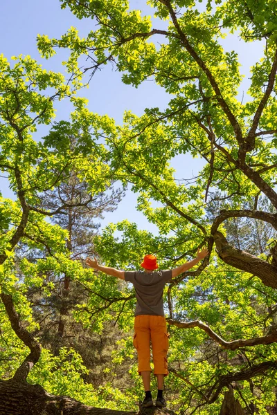 Uomo Siede Una Quercia Gigante Nella Foresta Estiva — Foto Stock