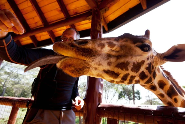 Toutista Alimentando Girafa Zoológico — Fotografia de Stock