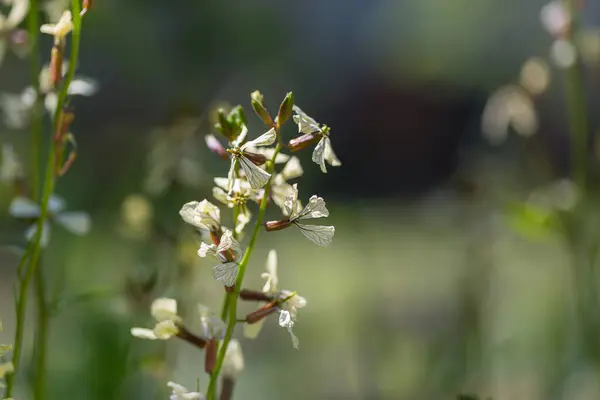 Bellissimi Fiori Selvatici Prato Verde Nella Stagione Estiva Sfondo Naturale — Foto Stock