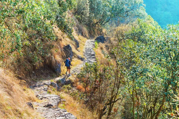 Himalaya Ormanlarında Yürüyüşçü Nepal Kanchenjunga Bölgesi — Stok fotoğraf