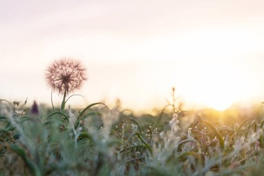 Bahar güneşli çayırlarda fırtına topu. Doğal yaz geçmişi.