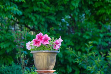 Yaz bahçesinde inanılmaz taze çiçekler.