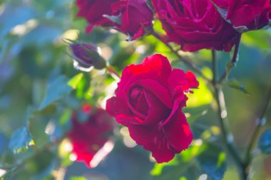 Pembe gül, güzel doğa arka planı.