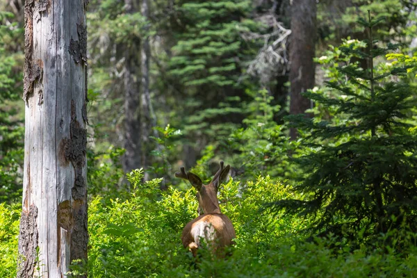 Cerfs Dans Prairie Verte Zone Rurale — Photo