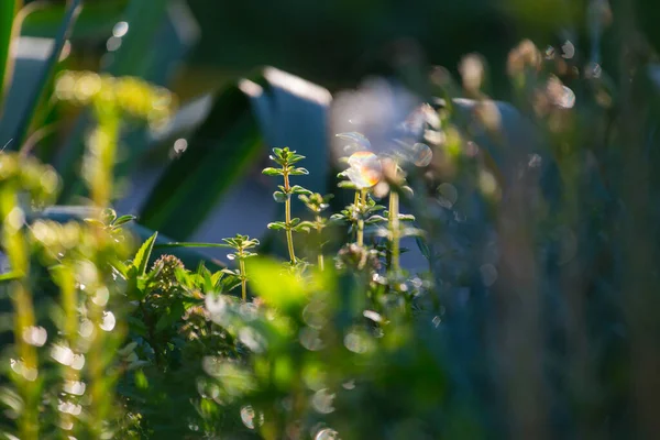 Green Plants Flowers Summer Garden — Stock Photo, Image