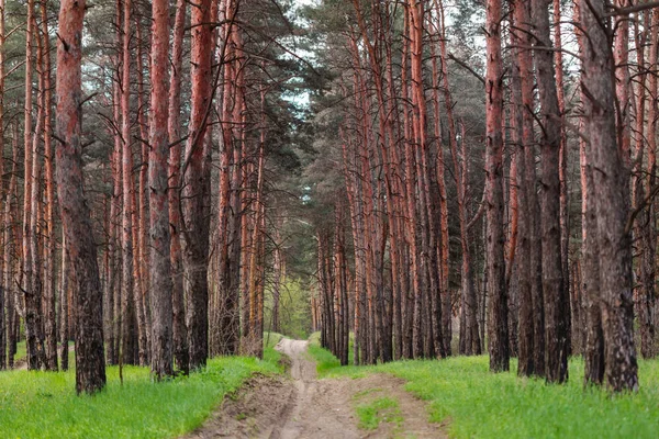 Route Rustique Dans Forêt Été — Photo