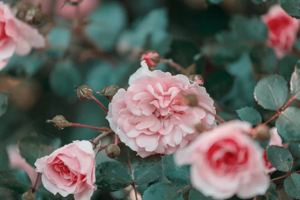 粉红玫瑰 美丽的自然背景 — 图库照片