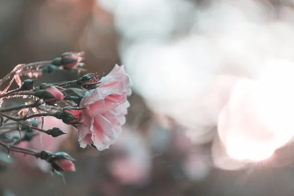 Розовая Роза Красивый Природный Фон — стоковое фото