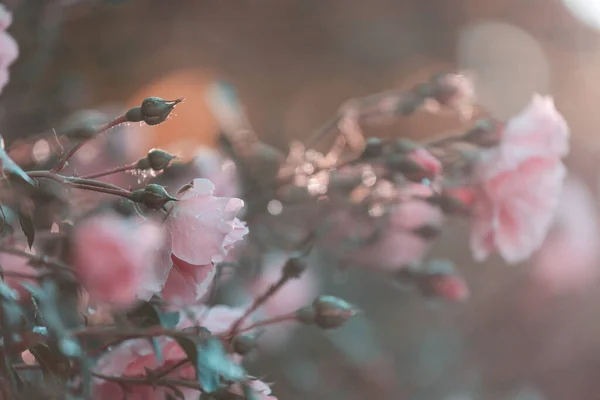 Rosa Rose Schöne Natur Hintergrund — Stockfoto