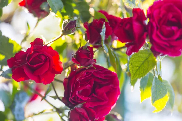 Rosa Rosa Bella Natura Sfondo — Foto Stock