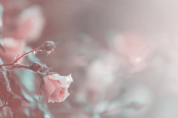 Розовая Роза Красивый Природный Фон — стоковое фото