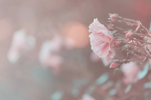 Rosa Rose Schöne Natur Hintergrund — Stockfoto