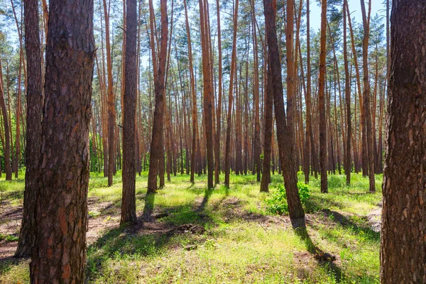 Vackra Skogslandskap Vårblommor Skogen — Stockfoto