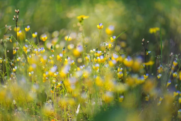 Hermosas Flores Silvestres Prado Verde Temporada Verano Fondo Natural — Foto de Stock