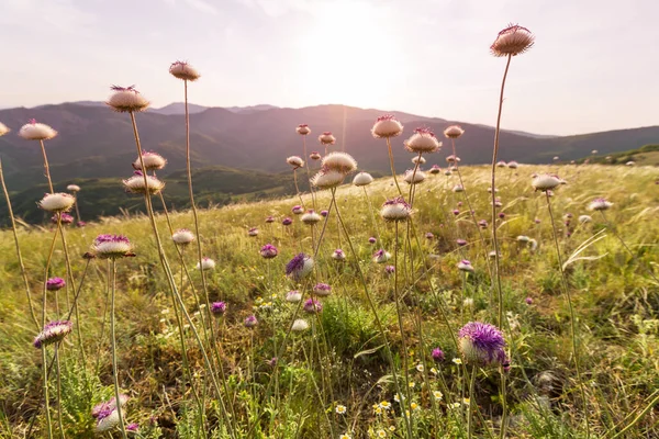 Hermosas Flores Silvestres Prado Verde Temporada Verano Fondo Natural — Foto de Stock