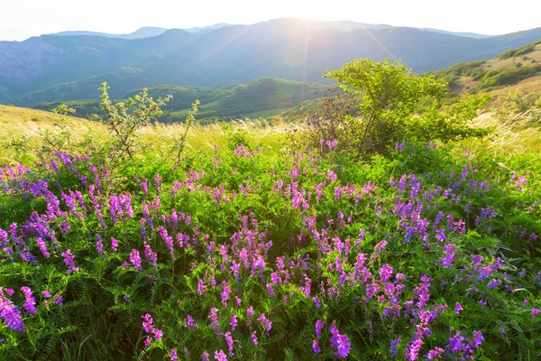 夏には緑の草原に美しい野の花 自然背景 — ストック写真