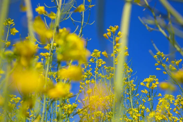 Landelijke Landschappen Geel Veld Blauwe Achtergrond — Stockfoto