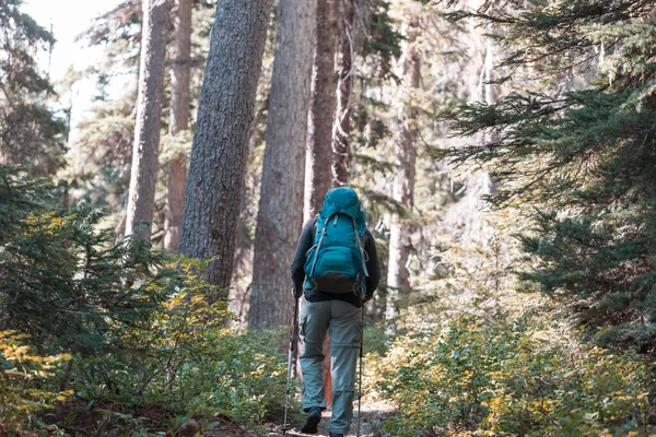 Ormandaki patikada yürüyüş yapan bir adam. Doğa yürüyüşü açık havada.
