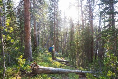 Ormanda yürüyüş yapan adam.