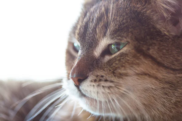 Gato Doméstico Muito Adulto Casa — Fotografia de Stock