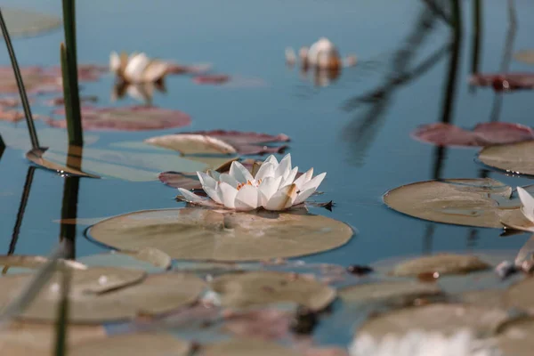 Weiße Lilie Grünen Sommerteich — Stockfoto