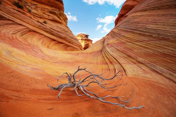 Wave Arizona Vermillion Cliffs Paria Canyon State Park Aux États — Photo