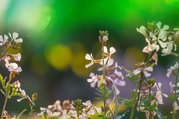 美丽的野花在绿色的草地上绽放 自然背景 — 图库照片