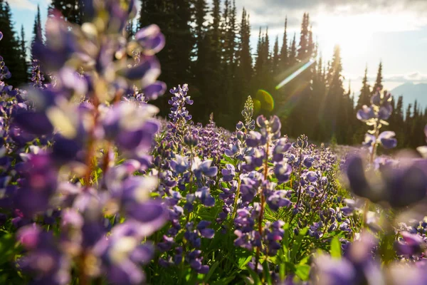 Vackra Vilda Blommor Grön Äng Sommarsäsongen Naturlig Bakgrund — Stockfoto