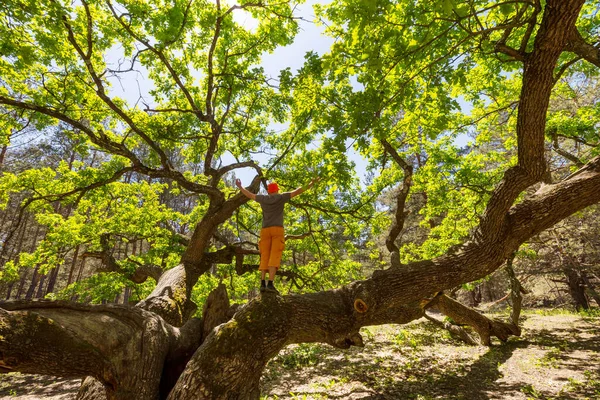 Riesige Eiche Sommerwald — Stockfoto