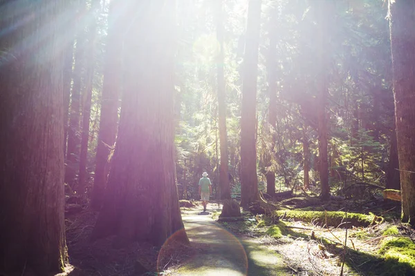 Homme Randonnée Baie Sentier Dans Forêt Nature Loisirs Randonnée Voyage — Photo