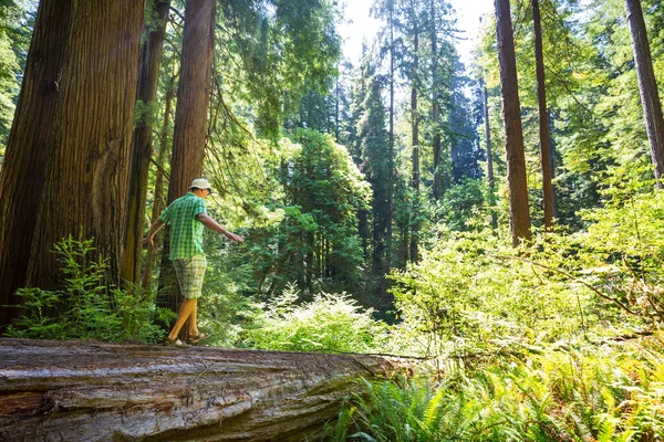 Man Escursioni Baia Sentiero Nella Foresta Natura Escursioni Piacere Viaggio — Foto Stock