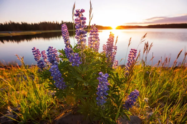 Vackra Vilda Blommor Grön Äng Sommarsäsongen Naturlig Bakgrund — Stockfoto