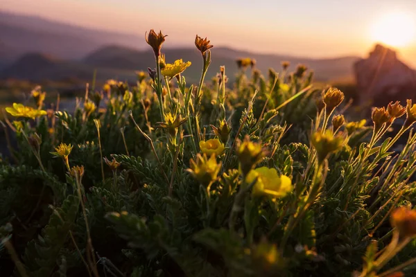 Yaz Mevsiminde Yeşil Bir Çayırdaki Güzel Kır Çiçekleri Doğal Arkaplan — Stok fotoğraf