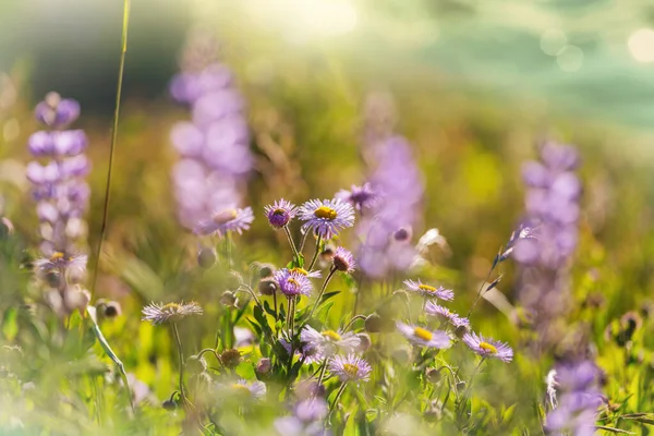 Krásné Divoké Květiny Zelené Louce Letní Sezóně Přírodní Pozadí — Stock fotografie