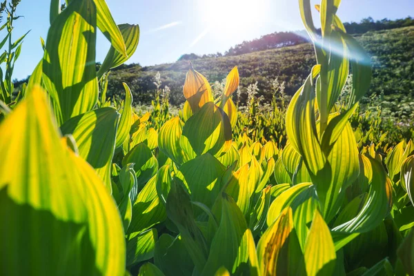 Vackra Vilda Blommor Grön Äng Sommarsäsongen Naturlig Bakgrund — Stockfoto