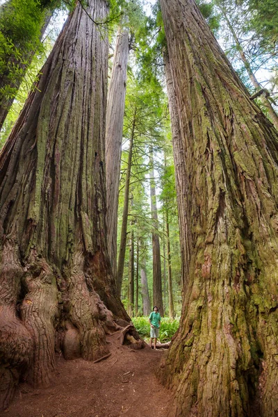 Bosque Sequoias Temporada Verano — Foto de Stock