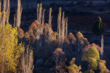 Sarı tonlarda sonbahar sahnesi. Sonbahar arkaplanı.