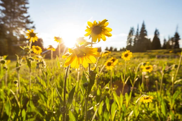 Prachtige Wilde Bloemen Een Groene Weide Het Zomerseizoen Natuurlijke Achtergrond — Stockfoto